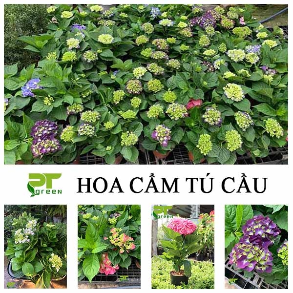 Hoa Cẩm tú cầu | Loài hoa đẹp được ưa chuộng nhất Hồ Chí Minh